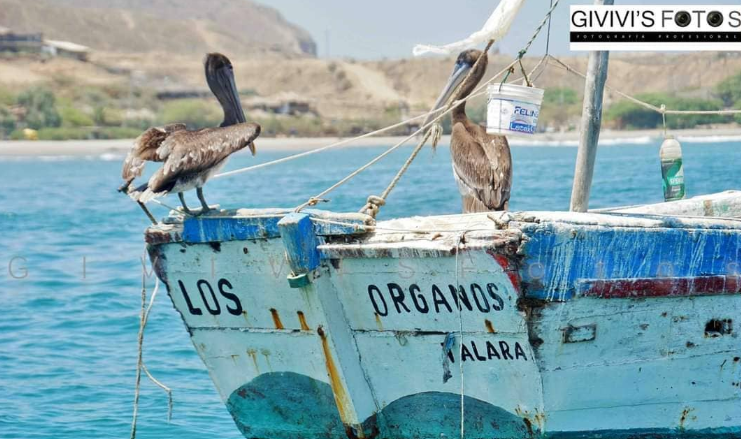 Pelicanos en la Playa Los Órganos